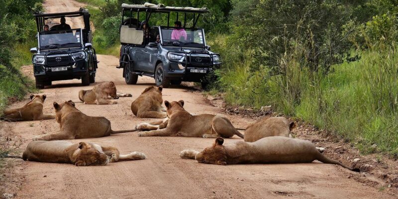 Golf and Safari Tour in Kruger National Park and at Skukuza - Good To Know