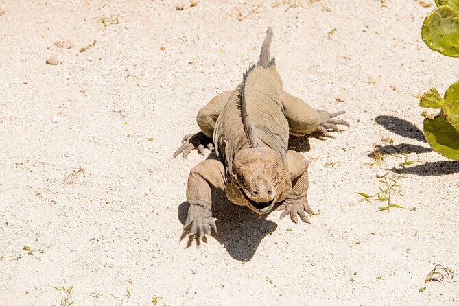 Golf Cart Eco Tour Half Day Tour - What You’ll Experience: A Detailed Look at the Itinerary