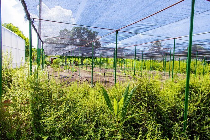 Golf Cart Eco Tour Half Day Tour - Authentic Experiences and Traveler Insights