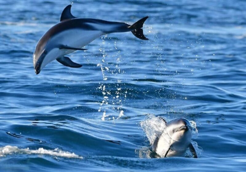 Golfo Aranci: boat tour in the Tavolara Protected Area - Key Points
