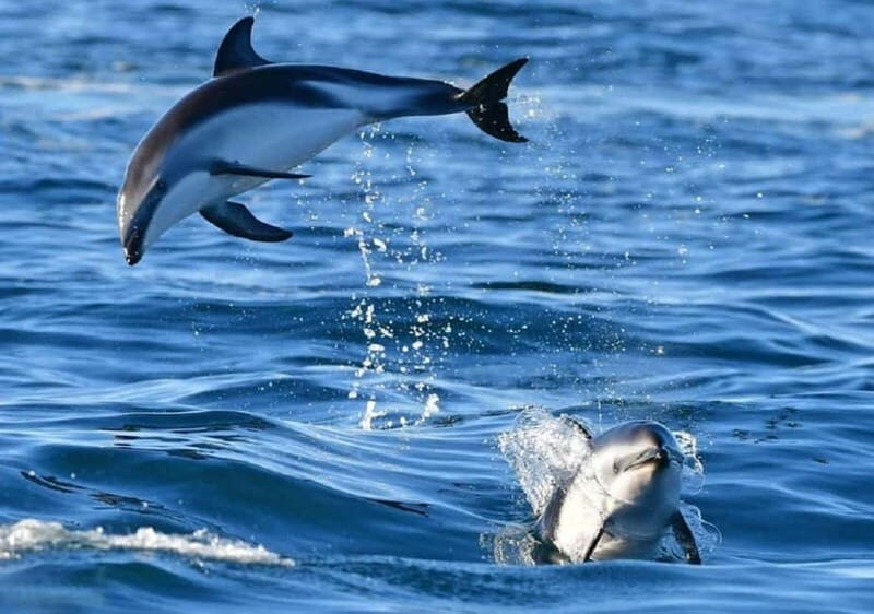 Golfo Aranci: boat tour in the Tavolara Protected Area - An Authentic Day on Sardinia’s Seas
