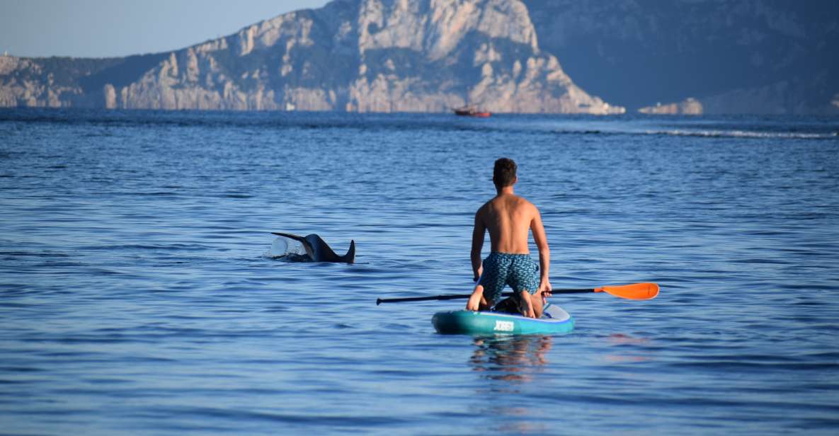Golfo Aranci: Dolphin Watching SUP Paddleboard Tour - Key Points