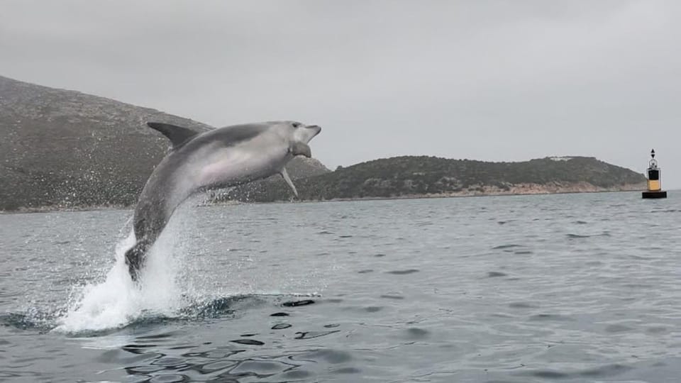 Golfo Aranci: German Guided Kayak Tour, Aperitif & Dolphins - Key Points