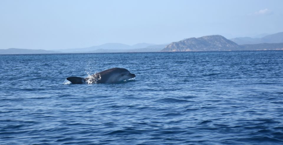 Golfo Aranci: Kayak Tour With Dolphins and Aperitif - Meeting Point