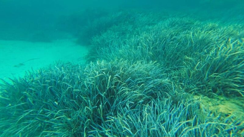 Golfo Aranci: Snorkelling in Cala Moresca - Meeting the Guide and Briefing