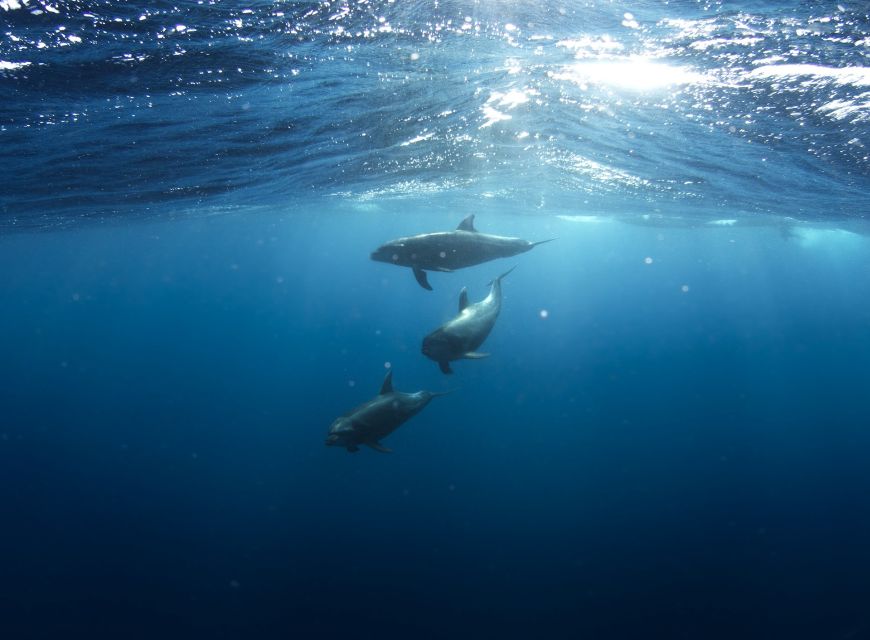 Golfo Aranci: Tavolara and Molara Snorkeling Dinghy Tour - Frequently Asked Questions