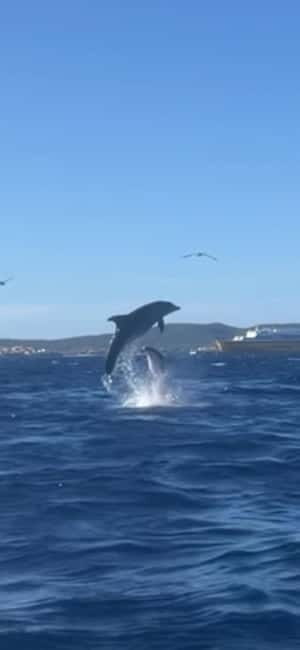 Golfo Aranci tour SUP Paddleboard Dolphin watching, aperitif - What Sets This Tour Apart?