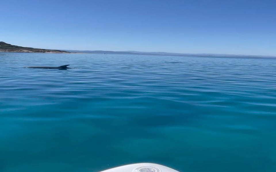 Golfo Aranci Tour SUP Paddleboard Dolphin Watching - Key Points
