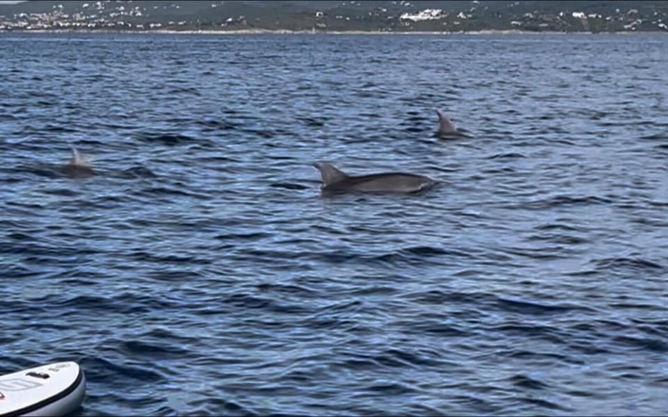 Golfo Aranci Tour SUP Paddleboard Dolphin Watching - Accessibility