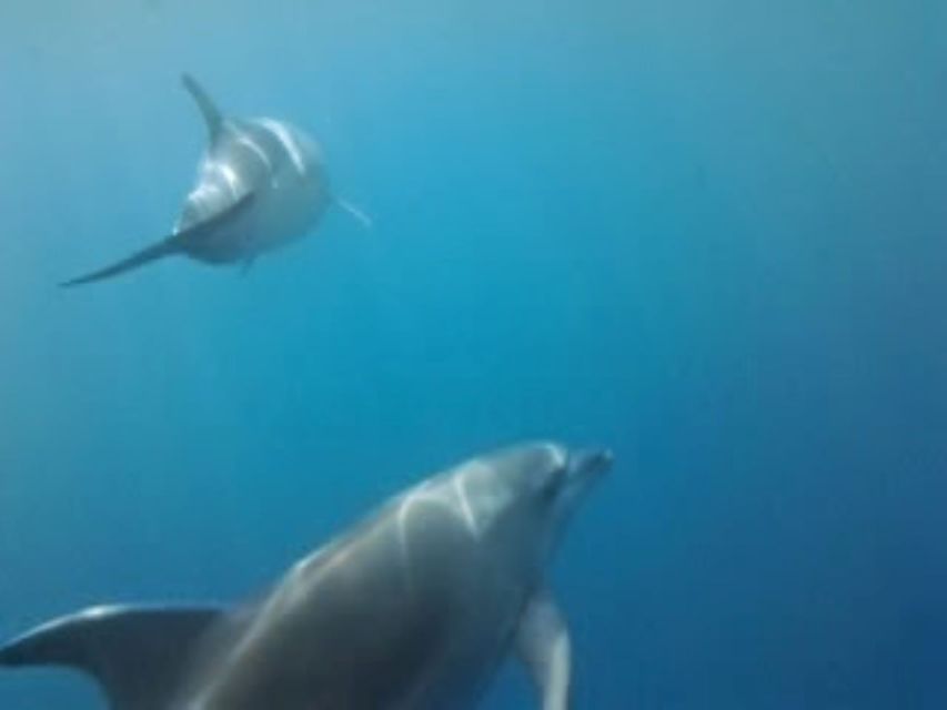 Golfo Aranci Tour SUP Paddleboard Dolphin Watching - Ask Away