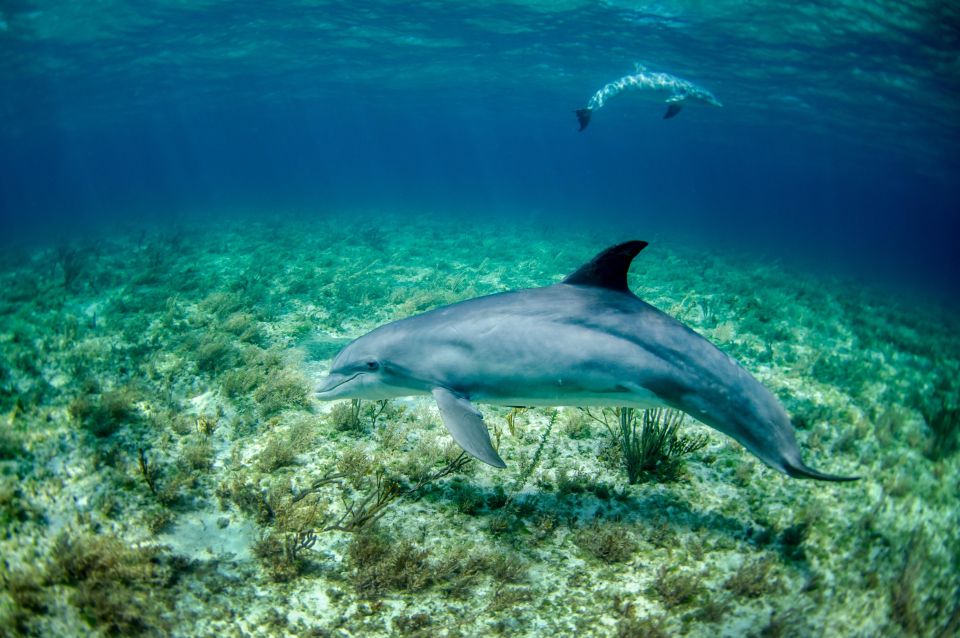 Golphin Bay: Rubber Boat Tour With Marine Biologist - Marine Biologist Insights
