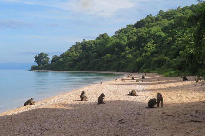 Gombe National Park Chimpanzee Trekking - Tips for a Successful Trek