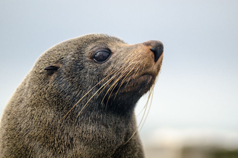 Goolwa: Murray River Cruise - Reviews