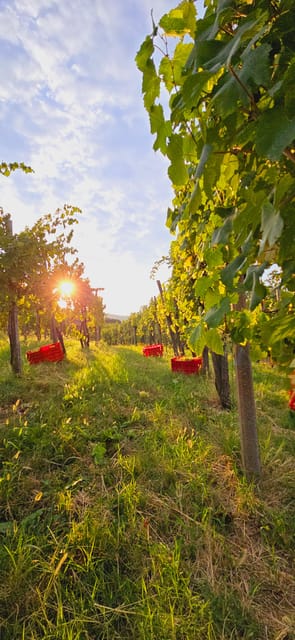 Gorika Brda: Wine Walk and Tasting - Key Points