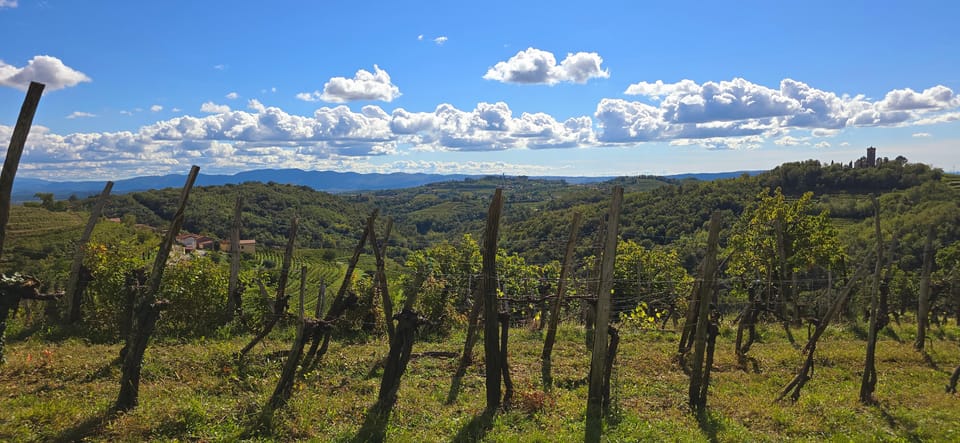 Gorika Brda: Wine Walk and Tasting - What You Can Expect on This Wine Walk and Tasting