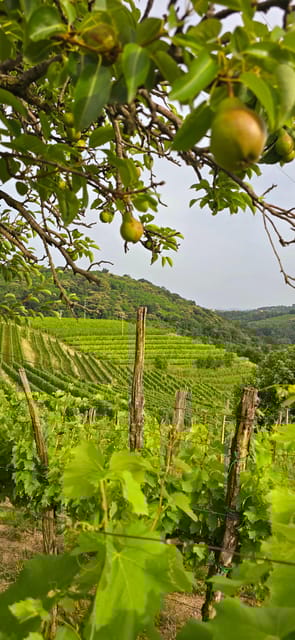 Gorika Brda: Wine Walk and Tasting - Beyond the Basics — Why This Tour Stands Out