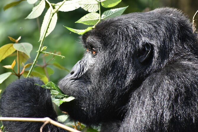 Gorilla & Chimpanzee Trekking in Uganda - 5 Days - Chimpanzee Trekking Activity