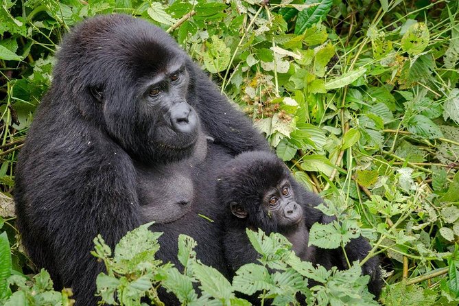 Gorilla Tracking & Batwa Culture Experience - Tour Itinerary and Inclusions
