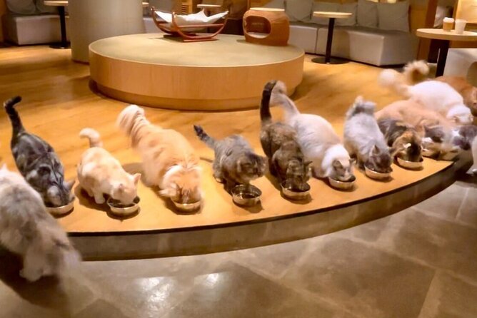 Gotokuji Cat Temple Shinjuku Cat Cafe and 3D Cat Tour - Immerse Yourself in the Shinjuku Cat Cafe