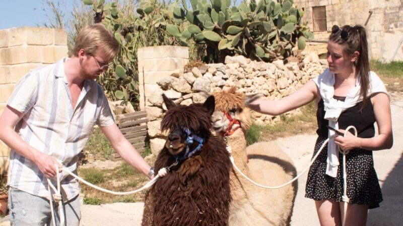 Gozo Alpaca Walks : with feeding and farm visit - Key Points
