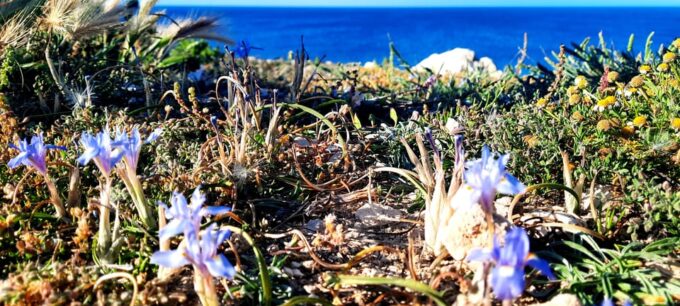 Gozo Unveiled: Guided Hiking in Gozo - North East - Local Culture and History