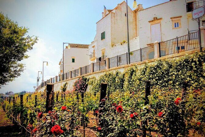 GPS Self guide Locorotondo+Alberobello + tasting in the vineyard - An Overview of the Experience