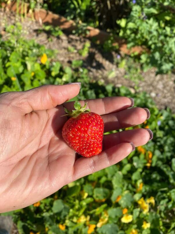 Graham: Faithful Hands' Farm Tour - An Honest Look at the Faithful Hands Farm Tour