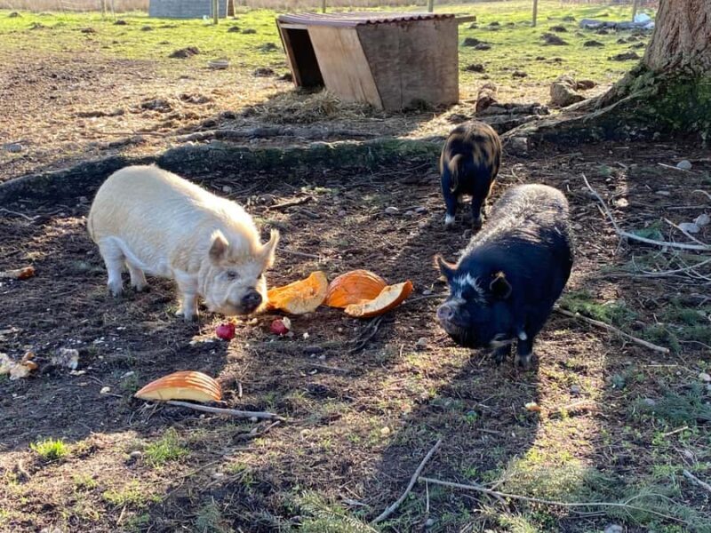 Graham: Faithful Hands' Farm Tour - The Ideal Participant