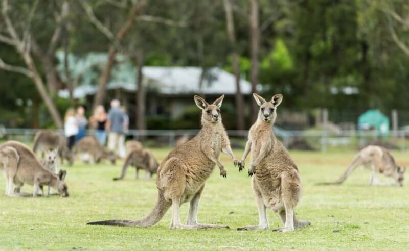 Grampians National Park Small-Group Eco Day Tour - The Value: What This Tour Offers for the Price