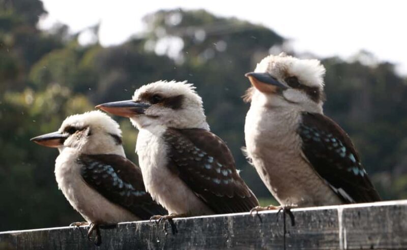 Grampians National Park Small-Group Eco Day Tour - The Sum Up: Who Will Love This Tour?