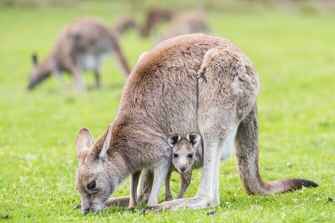 Grampians National Park with MacKenzie Falls and Kangaroos - A Detailed Look at the Tour Itinerary