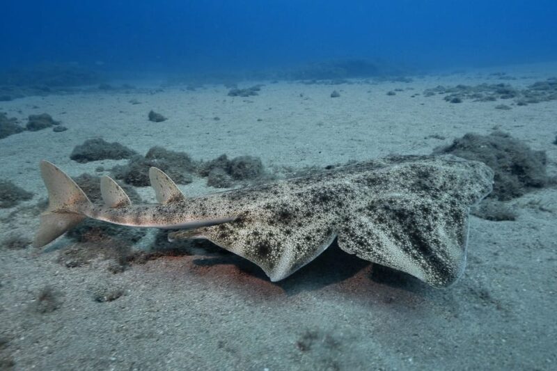 Gran Canaria: 3-Day Open Water Diver Course - Booking Information