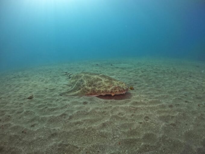 Gran Canaria: 3-Day Open Water Diver Course - Customer Feedback