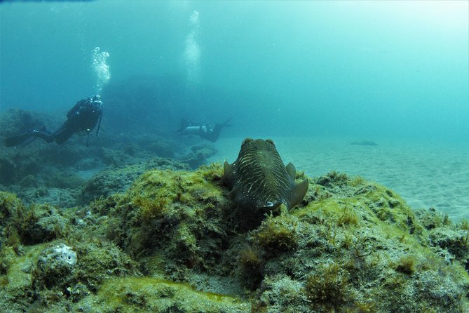 Gran Canaria 3 Days / 6 Dives in Various Locations - Good To Know