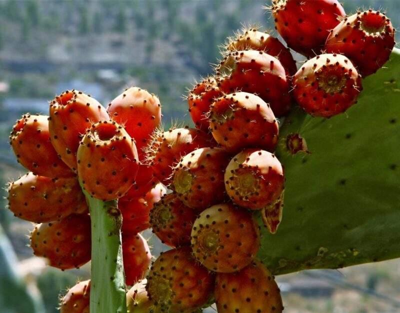 Gran Canaria: 6-Hour Teror and San Mateo Markets Tour - Transportation and Amenities
