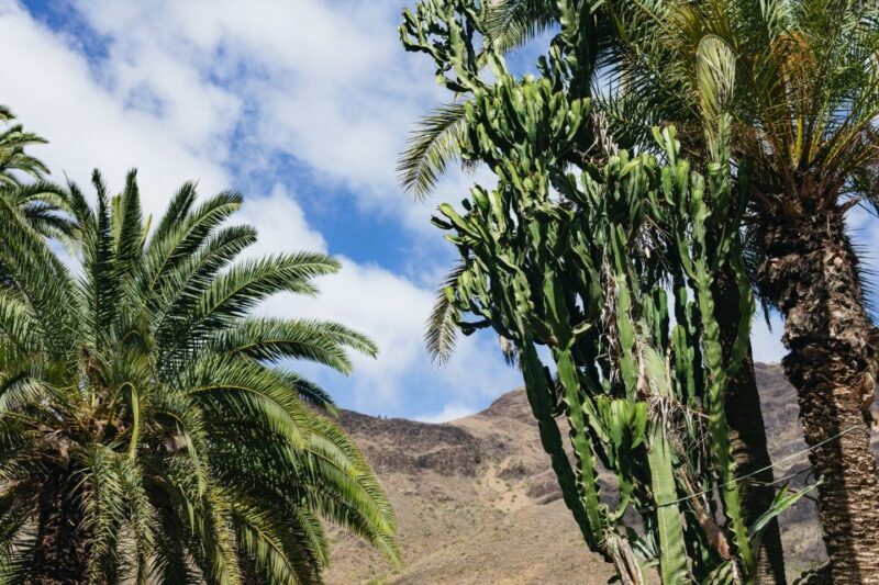 Gran Canaria: Camel Ride Safari w/ Optional Food & Transport - The Reviews: What Travelers Say