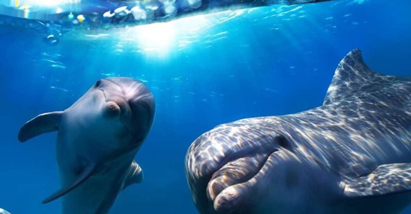 Gran Canaria: Dolphin and Whale Watching Cruise - Experience Highlights