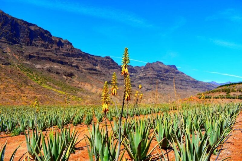 Gran Canaria Highlights Full-Day Tour by Bus - First Stop: Arucas and the Gothic Church