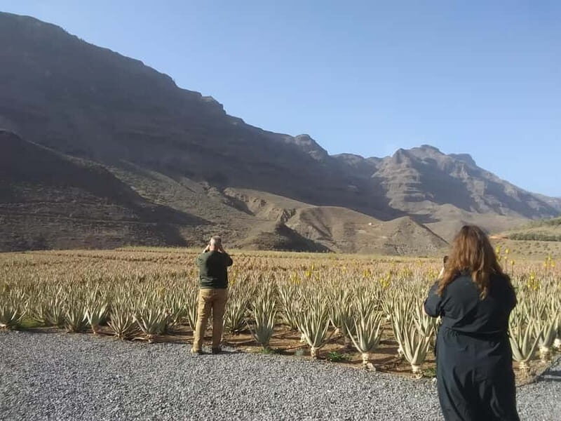 Gran Canaria Peaks in Minibus: Firgas, Teror, Aloe Vera tour - The Final Viewpoint: Degollada de las Yeguas