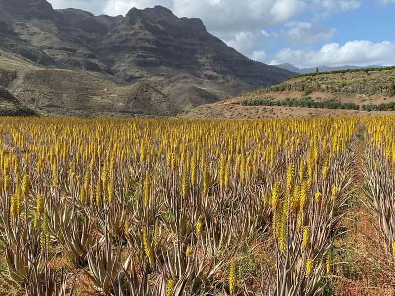 Gran Canaria Peaks in Minibus: Firgas, Teror, Aloe Vera tour - Comfort and Convenience