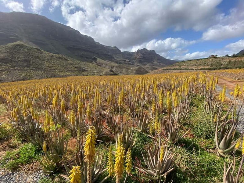 Gran Canaria Peaks in Minibus: Firgas, Teror, Aloe Vera tour - Is It Worth the Price?