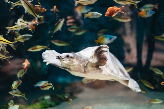 Gran Canaria: Poem of the Sea Skip-the-Line Ticket - Exploring Marine Ecosystems
