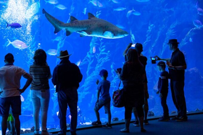Gran Canaria: Poem of the Sea Skip-the-Line Ticket - Vibrant Canary Island Exhibits