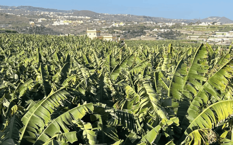Gran Canaria: Rum, Wines and Banana Tour - Key Points