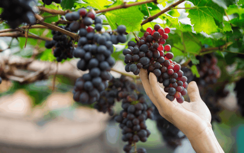 Gran Canaria: Rum, Wines and Banana Tour - Arehucas Rum Distillery Tour and Tasting