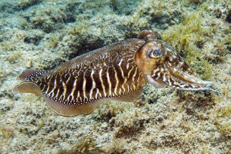 Gran Canaria: Scuba Diving for Beginners - Location and Meeting Point