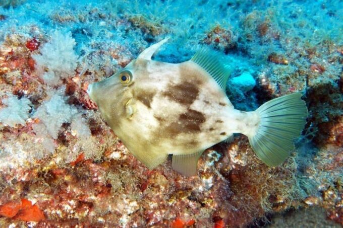 Gran Canaria: Scuba Diving for Beginners - Preparing for the Dive