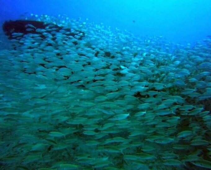 Gran Canaria: Scuba Diving for Beginners - Exploring the Underwater World