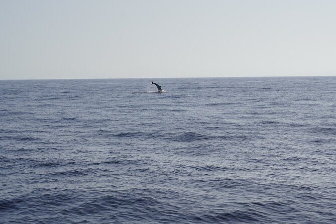 Gran Canaria Sunset Dolphin Watching Activity - Key Points