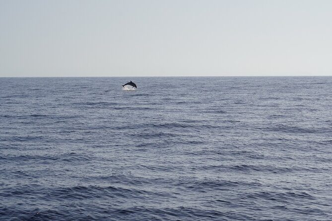 Gran Canaria Sunset Dolphin Watching Activity - Setting Sail for a Genuine Marine Experience
